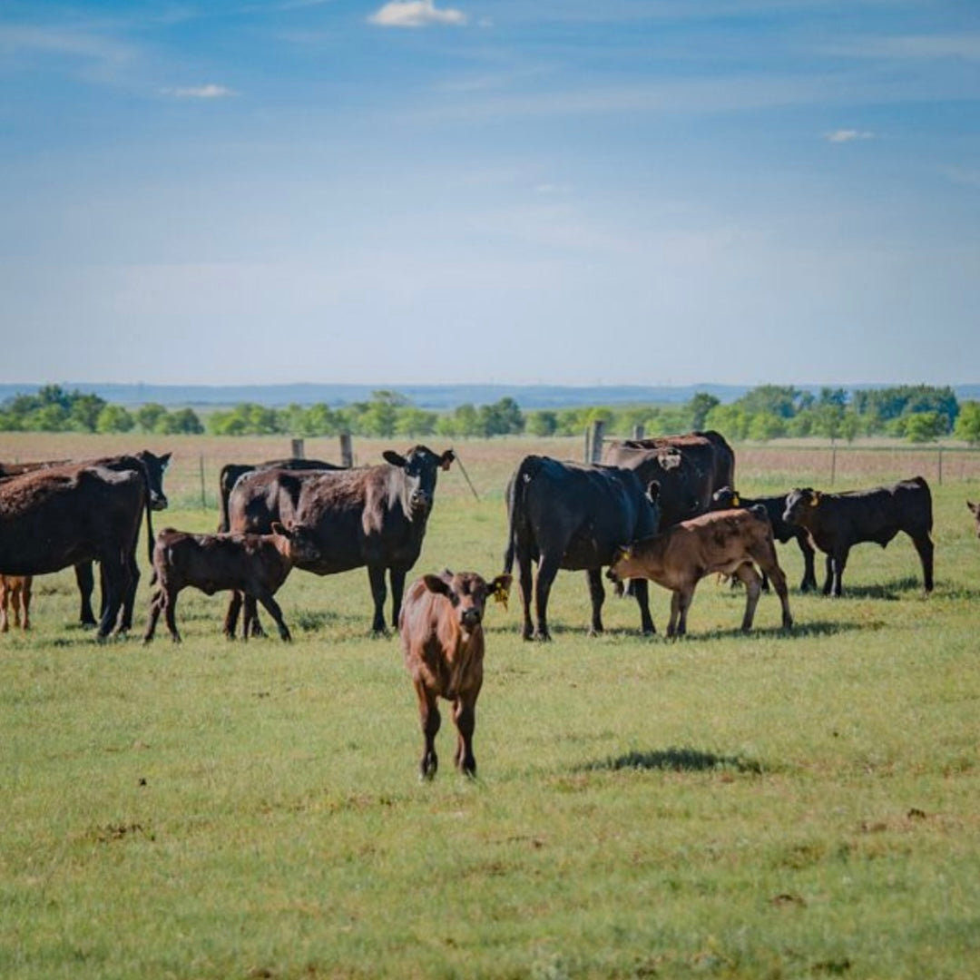 Bulk Order – Black Leg Ranch Meats